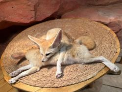 -Zoolung Zoolung动物主题公园(海信广场店)