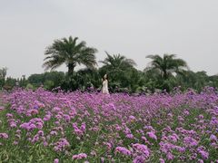 -瑶湖郊野森林公园