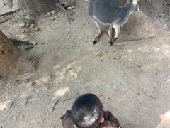 -深圳野生动物园