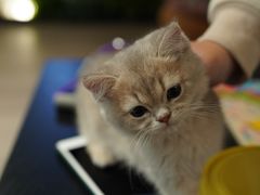 -东方名猫馆·英短金渐层布偶猫舍(环线广场1号楼店)