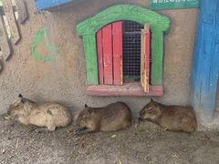 -上海野生动物园老虎餐厅