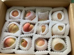 -南汇新场正宗水蜜桃采摘