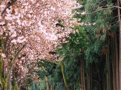 -都江堰景区