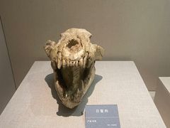 -安徽省地质博物馆
