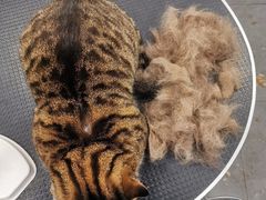 -萌兽医馆·宠物医院·猫骨科(创景店)