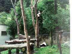 -卧龙中华大熊猫苑神树坪基地