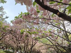 -上海青龙寺