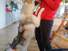 -Husky Go! 哈士奇体验馆·宠物咖啡厅狗咖