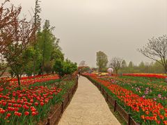 -泗洪洪泽湖湿地景区
