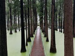 -渌洋湖湿地公园