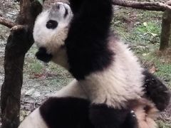 -中国大熊猫保护研究中心雅安碧峰峡基地