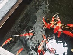 -鲤院·新中式美学·庭院餐厅(夫子庙店)