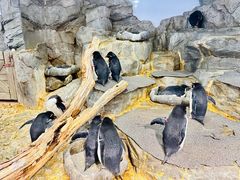-大阪海游馆