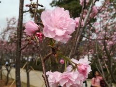 -天适樱花悠乐园