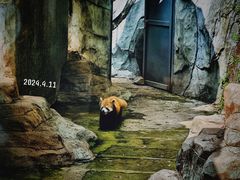 -成都大熊猫繁育研究基地