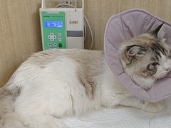 -北京观赏动物医院·24小时大型综合·猫专科·异宠专科