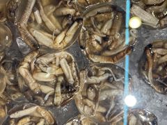 土笋冻-铭聚章鱼土笋冻(松柏店)