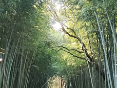 -同里国家湿地公园