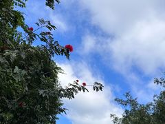 -野象谷景区