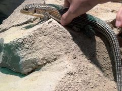 -帕帕拉兹宠物(亚洲旗舰店)