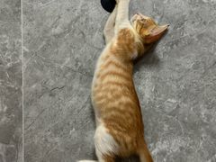 -瑞鹏宠物医院·夜间急症·心超·猫科(祖庙分店)