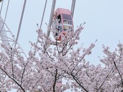 -顾村公园