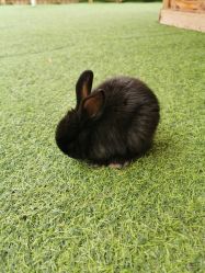 -萌宠亲子动物乐园(槐房万达店)