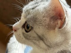 -Bastet sally猫舍购宠(静安店)