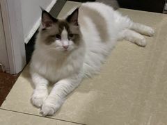 -猫爪屋猫咖(乐汇城店)
