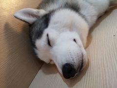 -Husky Go! 哈士奇体验馆·宠物咖啡厅狗咖