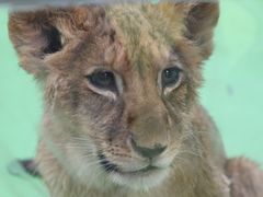 -北京野生动物园