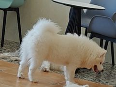 -Let's go狗咖·猫咖·奶狗·桌游(春熙路IFS店)
