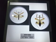 -上海昆虫博物馆