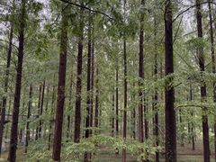 -黄海国家森林公园