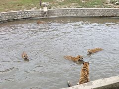 -横道河子东北虎林园