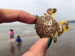 -嵊泗基湖沙滩