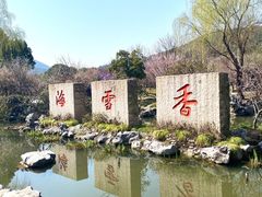 -香雪海