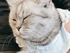 -共舞时光猫咖·狗咖(新街口店)