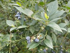 -金谷域澳洲庄园