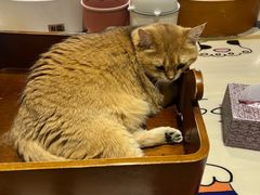 -藏猫猫咖啡主题馆(中央大道店)