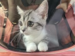 -唐小姐の猫狗洗护·购宠旗舰店(周浦万达店)