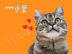 -COLOR PETS 撸猫馆·购猫·猫咖(长风大悦城店)