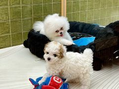 -帕帕拉兹宠物(亚洲旗舰店)