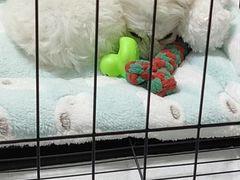 -瑞派·关忠动物医院·猫专科·犬专科(三环新城店)