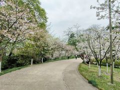 -南山植物园