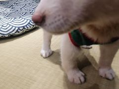-逗柴咖啡屋·狗咖猫咖宠物桌游