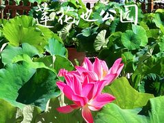 -莲花池公园