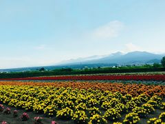 -富田农场