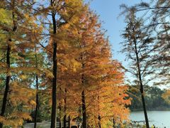 -昆山城市生态森林公园