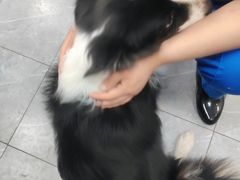 -宠福鑫康馨动物医院·骨科·眼科